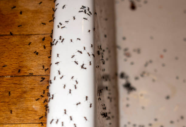 Wasp Removal Services in Arthurtown, SC